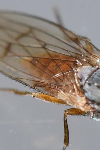 Tephrochlamys flavipes